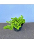 Sedum rupestre Cristatum